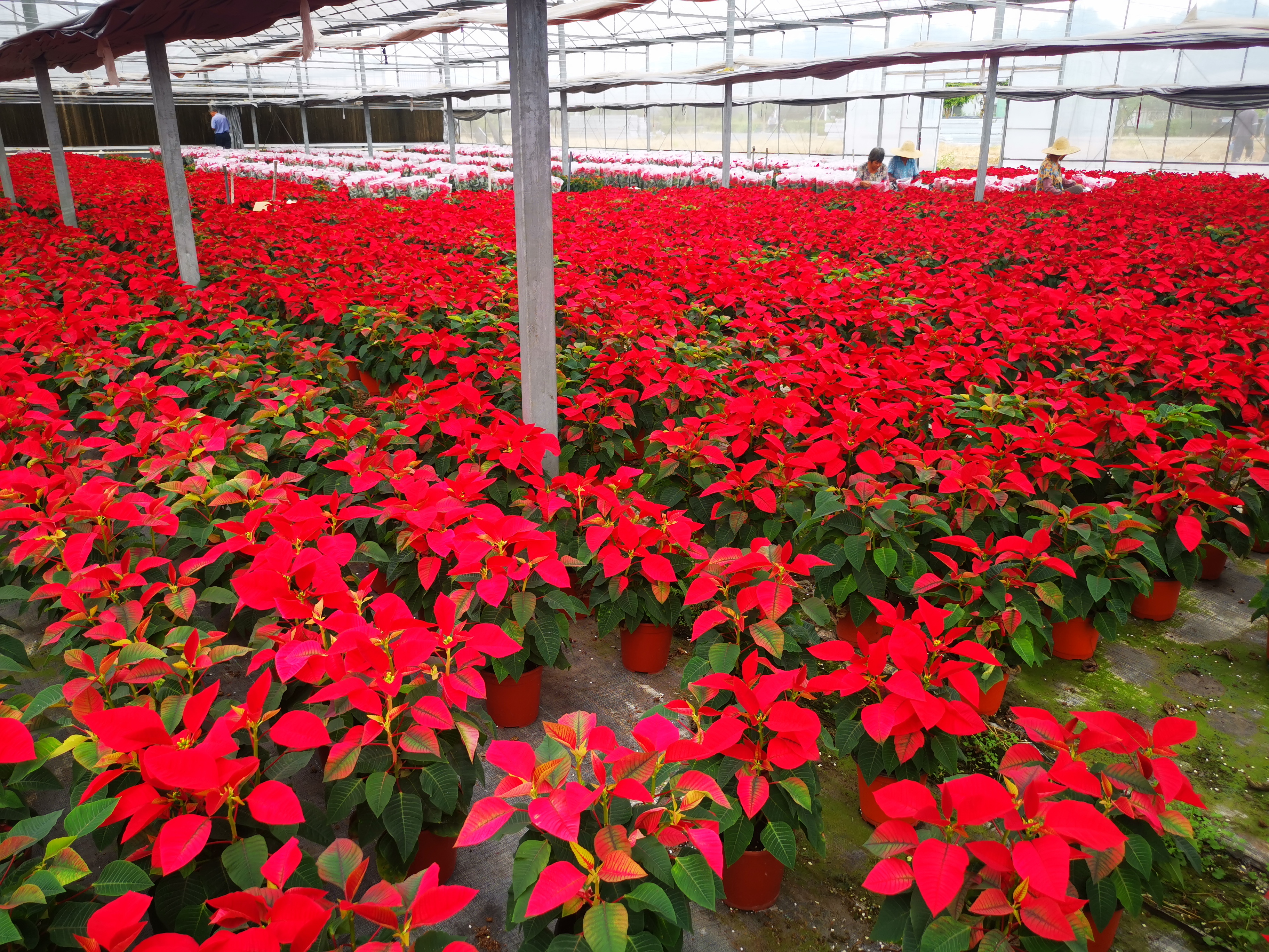 反季節(jié) 一品紅